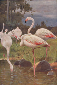 A Group of Flamingoes
